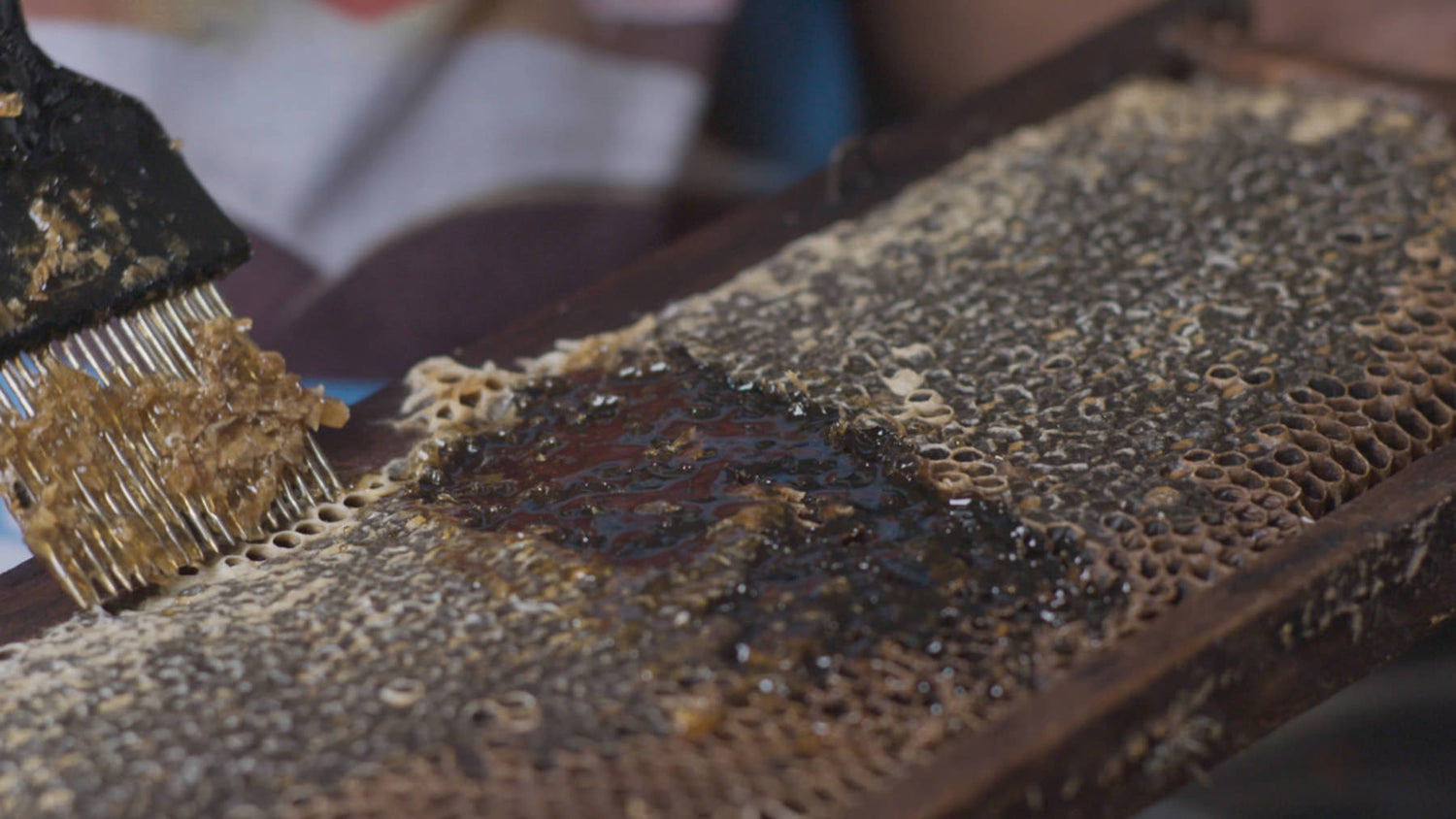 Beekeeping in Brazil