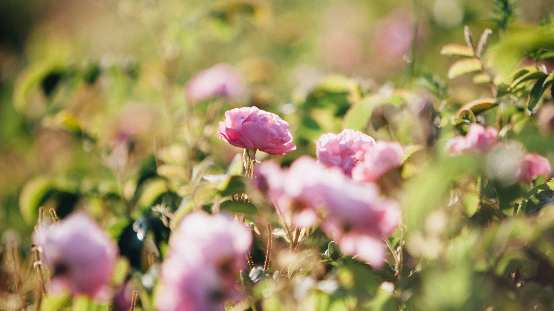 Coming up roses in Pakistan